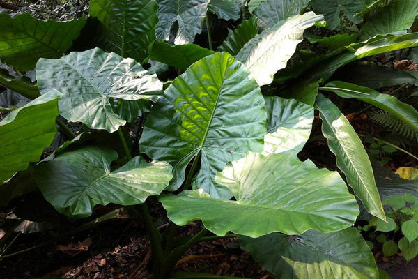 10 Alocasia macrorrhizos Seeds, Giant Taro Seeds  , Upright elephant ear Seeds , Giant ape Seeds