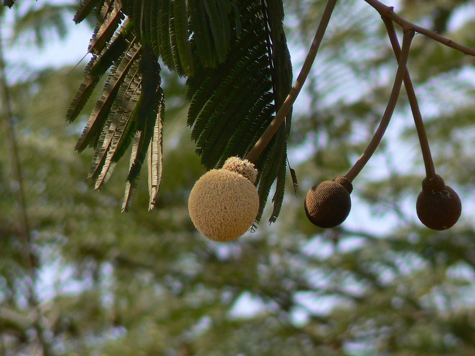 50 Parkia biglandulosa   Seeds,  Badminton Ball Tree Seeds , African locust tree, Gong-Stick Tree Seeds,