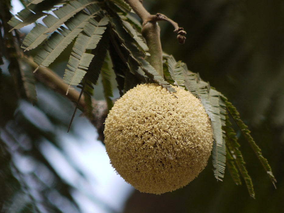 50 Parkia biglandulosa   Seeds,  Badminton Ball Tree Seeds , African locust tree, Gong-Stick Tree Seeds,