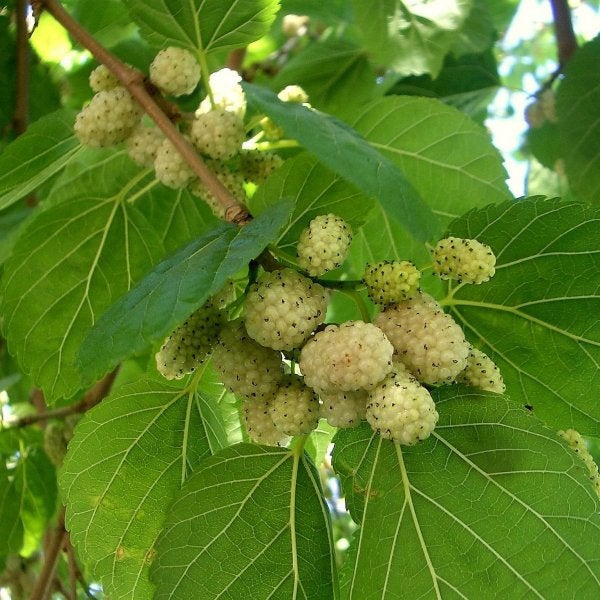 200  Morus alba , White mulberry Seeds