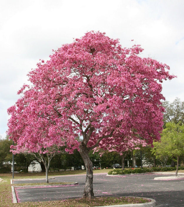 50  Tabebuia impetiginosa  Seeds, Pink trumpet tree Seeds