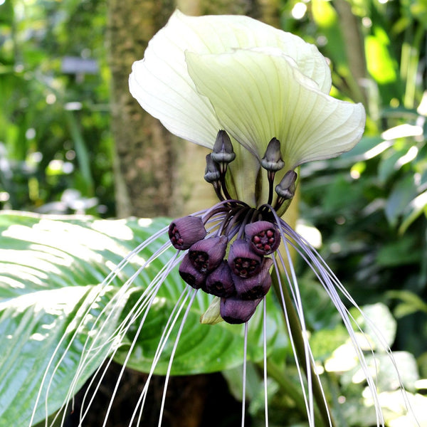 2  Tacca Integrifolia  Bulbs , White  Bat Flower Bulbs  , Cats Wiskers Bulbs