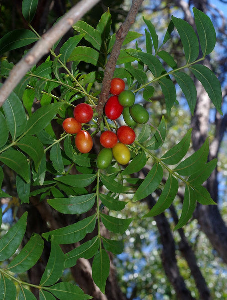 20  Harpephyllum caffrum Seeds, Wild plum Seeds , Kaffir Plum Seeds