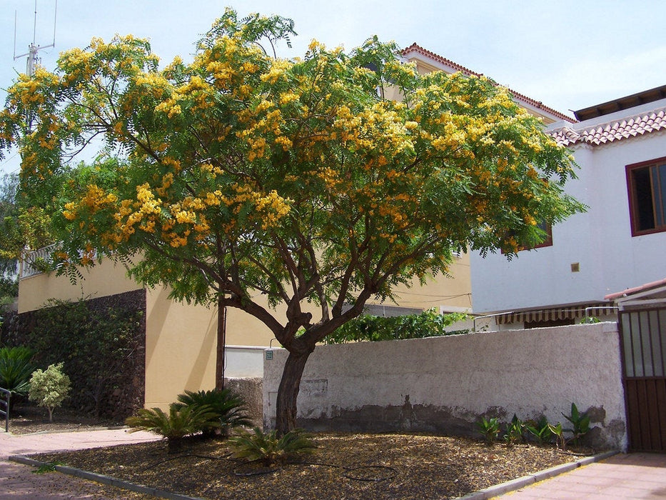 5 Tipuana tipu Seeds, Tipu Tree,Pride of Bolivia, Yellow Jacaranda