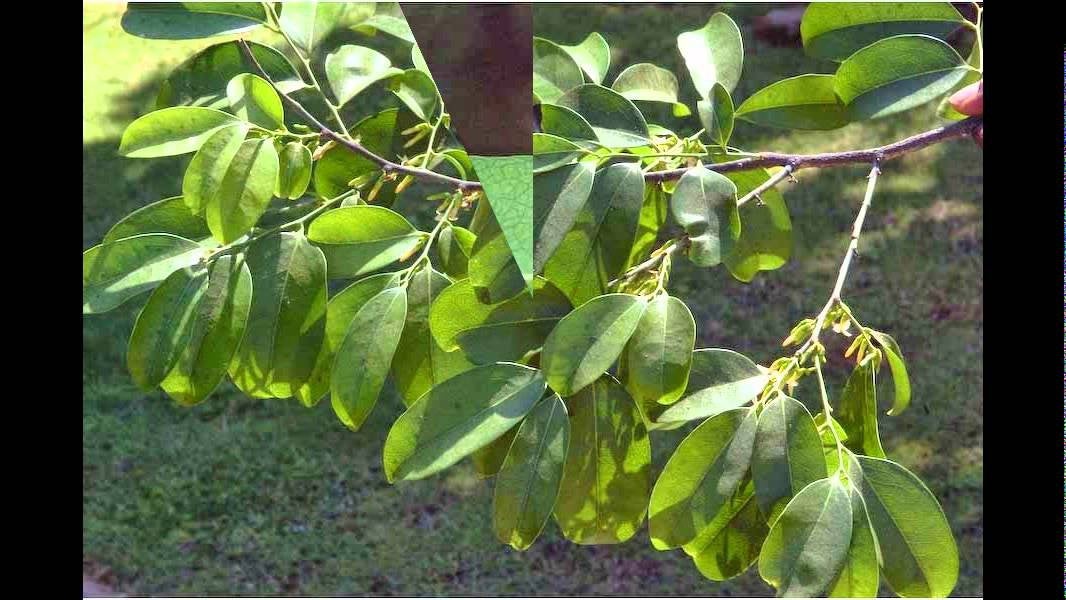 25   Diospyros ebenum Seeds,   Ceylon Ebony  Seeds , India Ebony Tree Seeds