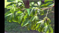 25   Diospyros ebenum Seeds,   Ceylon Ebony  Seeds , India Ebony Tree Seeds