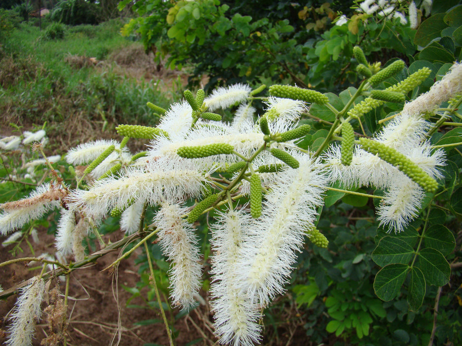 100 Mimosa caesalpiniifolia Seeds . Sabiá seeds