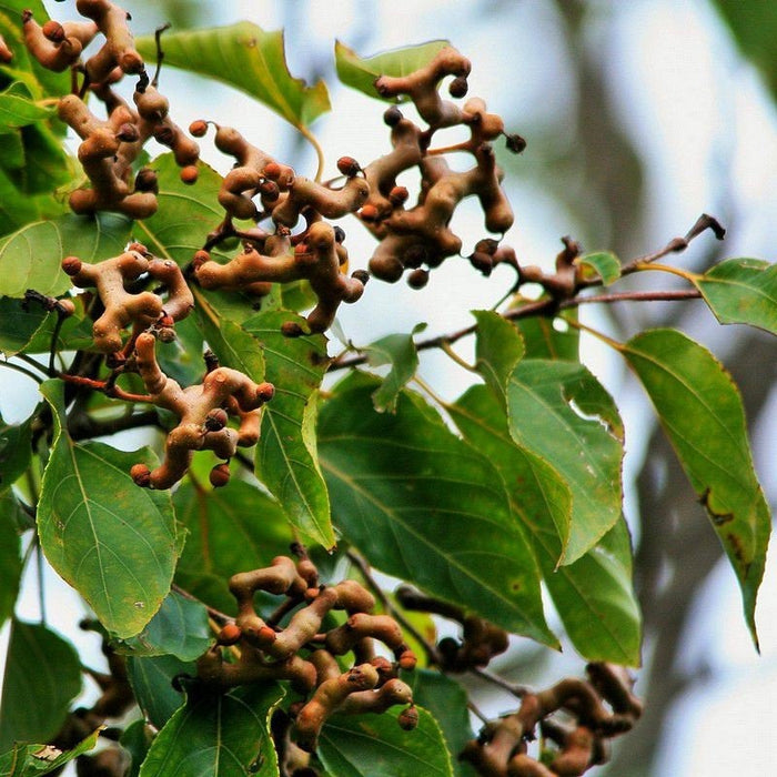 100  Hovenia dulcis Seeds, Japanese raisin tree Seeds,Oriental raisin tree Seeds