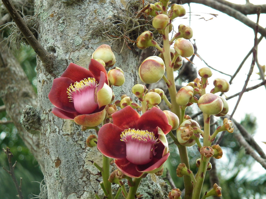 15  Couroupita guianensis Seeds, Cannonball tree Seeds