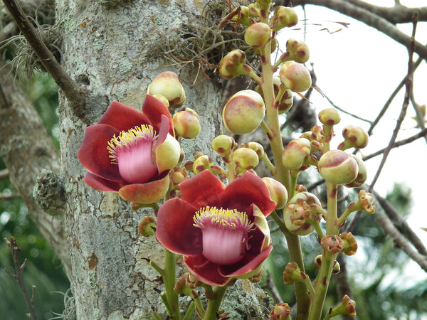 15  Couroupita guianensis Seeds, Cannonball tree Seeds - Seeds And Smiles - Buy Top Quality Seeds With Free Worldwide Shipping