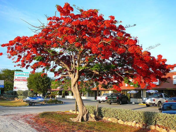 10 Red Delonix Seeds . Delonix regia Seeds, Red Flamboyant tree Seeds,