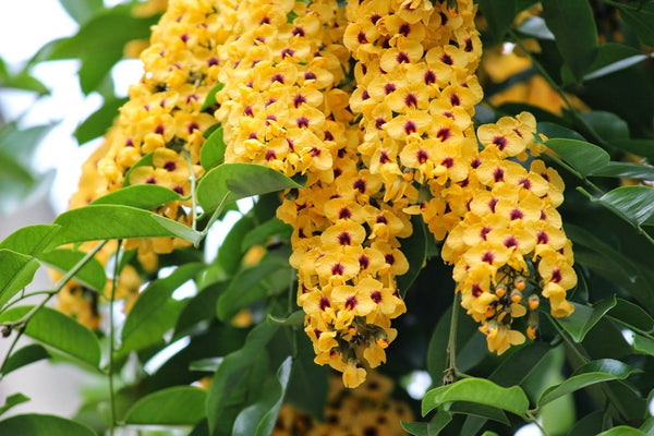 5 Pterocarpus violaceus Seeds, Aldrago flowering tree Seeds