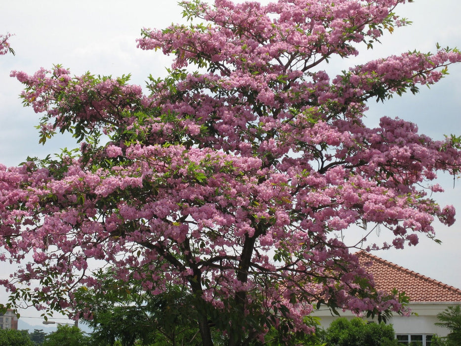 25  Tabebuia pentaphyll Seeds, Pink trumpet tree Seeds
