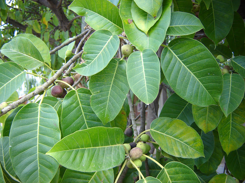 200  Ficus luschnathiana seeds, Agarrapalo, Ibapoi, Higuerón bravo Seeds