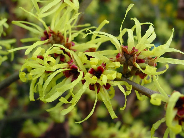 5 Hamamelis x intermedia , Sunburst' Bright Yellow Flowers , Witch Hazel Seeds