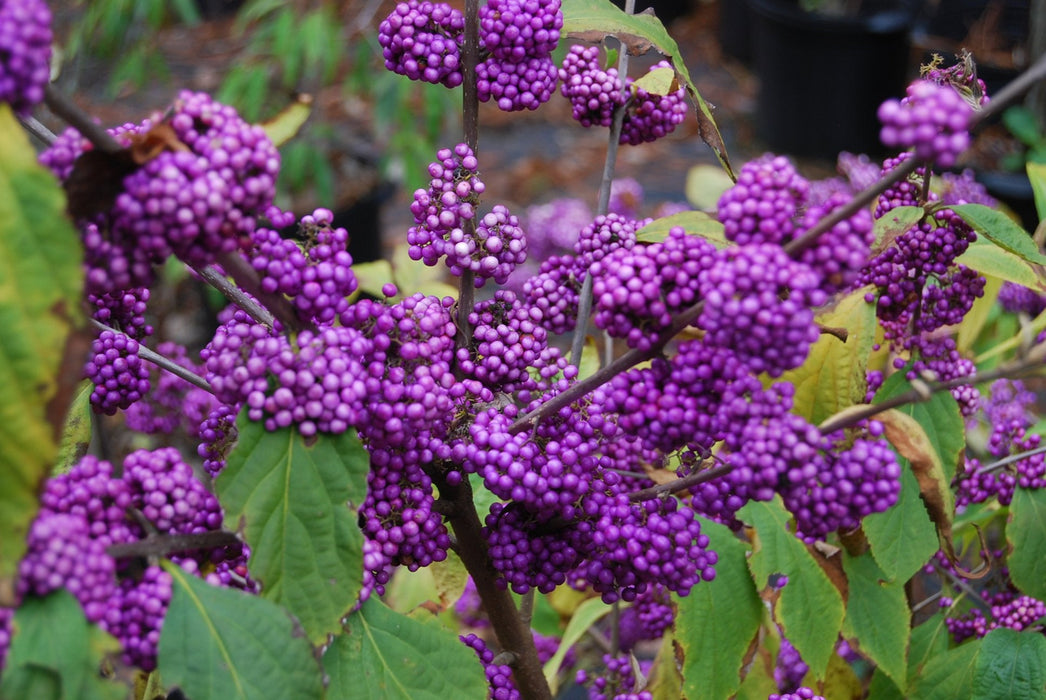 20  Asian beautyberry Seeds, Japanese beautyberry,   Callicarpa japonica Seeds,