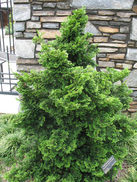 20 Hinoki False Cypress Seeds, Chamaecyparis obtusa Seeds 'Lutea Nova