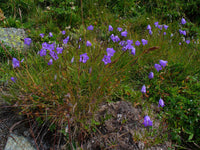 10 Campanula scheuchzeri Seeds. Campanula Seeds