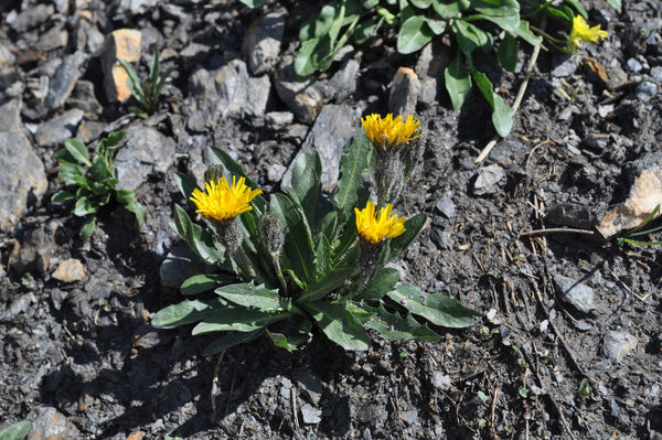 20  Crepis rhaetica Seeds, Crepis Seeds