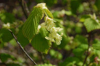 10 Fragrant winter hazel Seeds, Corylopsis glabrescens Seeds