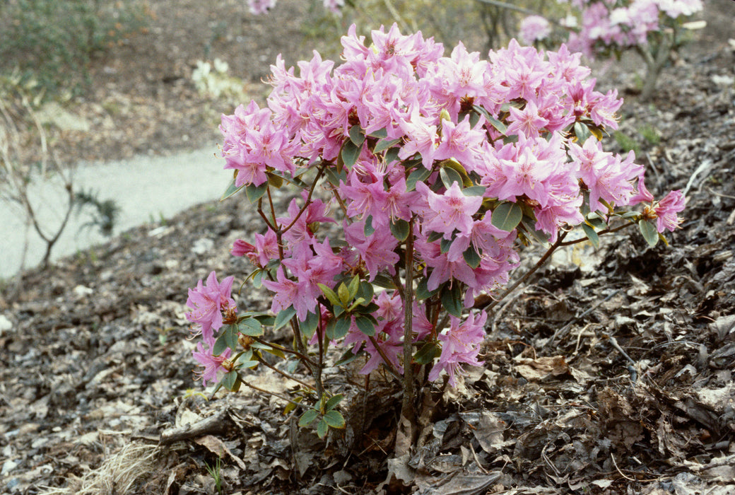 50 + Rhododendron amesiae Seeds, Rhododendron Seeds