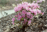 50 + Rhododendron amesiae Seeds, Rhododendron Seeds