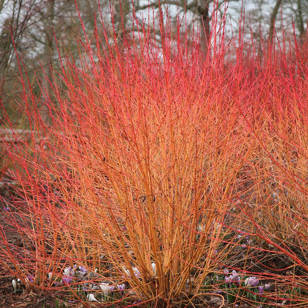 5 Cornus sanguinea Seeds, Common dogwood Seeds, bloody dogwood Seeds