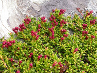 25 Alpine Azalea Seeds , Alpine-azalea Seeds , Dwarf Azalea  Seeds, Loiseleuria procumbens Seeds