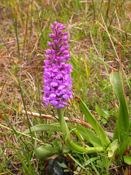 50 Gymnadenia conopsea  Seeds,  Fragrant orchid Seeds