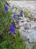 10 Campanula scheuchzeri Seeds. Campanula Seeds