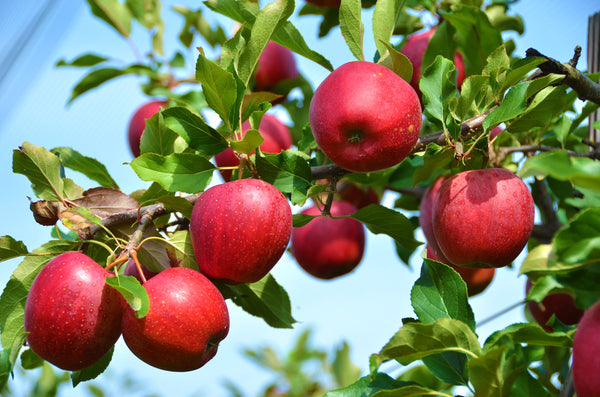 200 Malus domestica Apple Seeds , Apple Tree Seeds