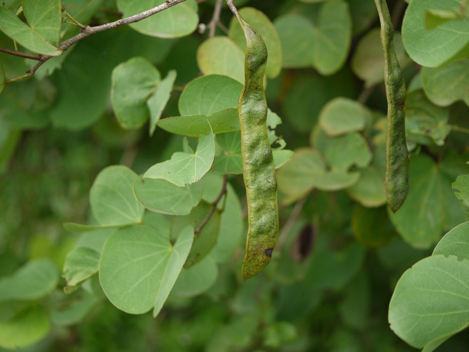 25 Bauhinia racemosa Seeds,  Bidi Leaf Tree Seeds