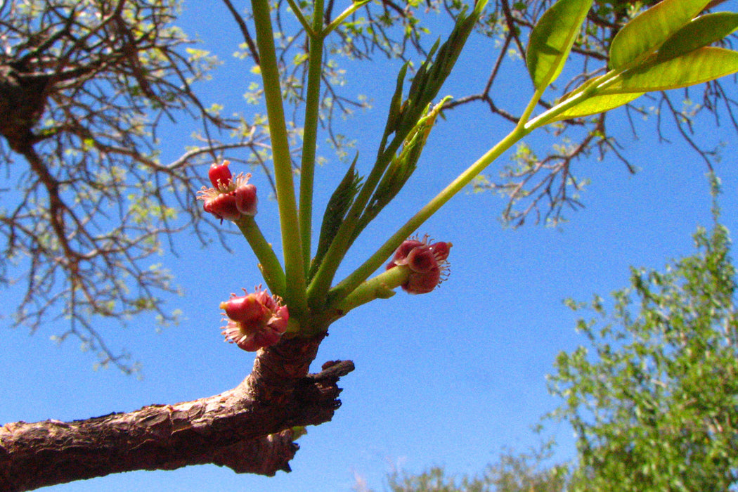5 Sclerocarya birrea Seeds, African Marula Tree Seeds, Marula Seeds