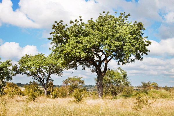 Maroola 5 Sclerocarya birrea Seeds, African Marula Tree Seeds, Marula Seeds ...
