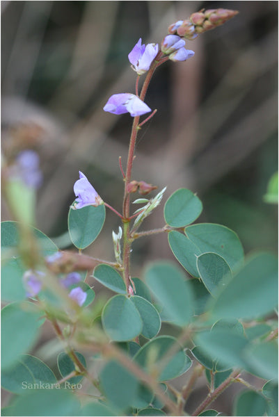 100  Uraria hamosa Seeds, Desmodium rufescens, Uraria paniculata,Hooked Uraria Seeds,  Doodia hamosa, Rufous Uraria,