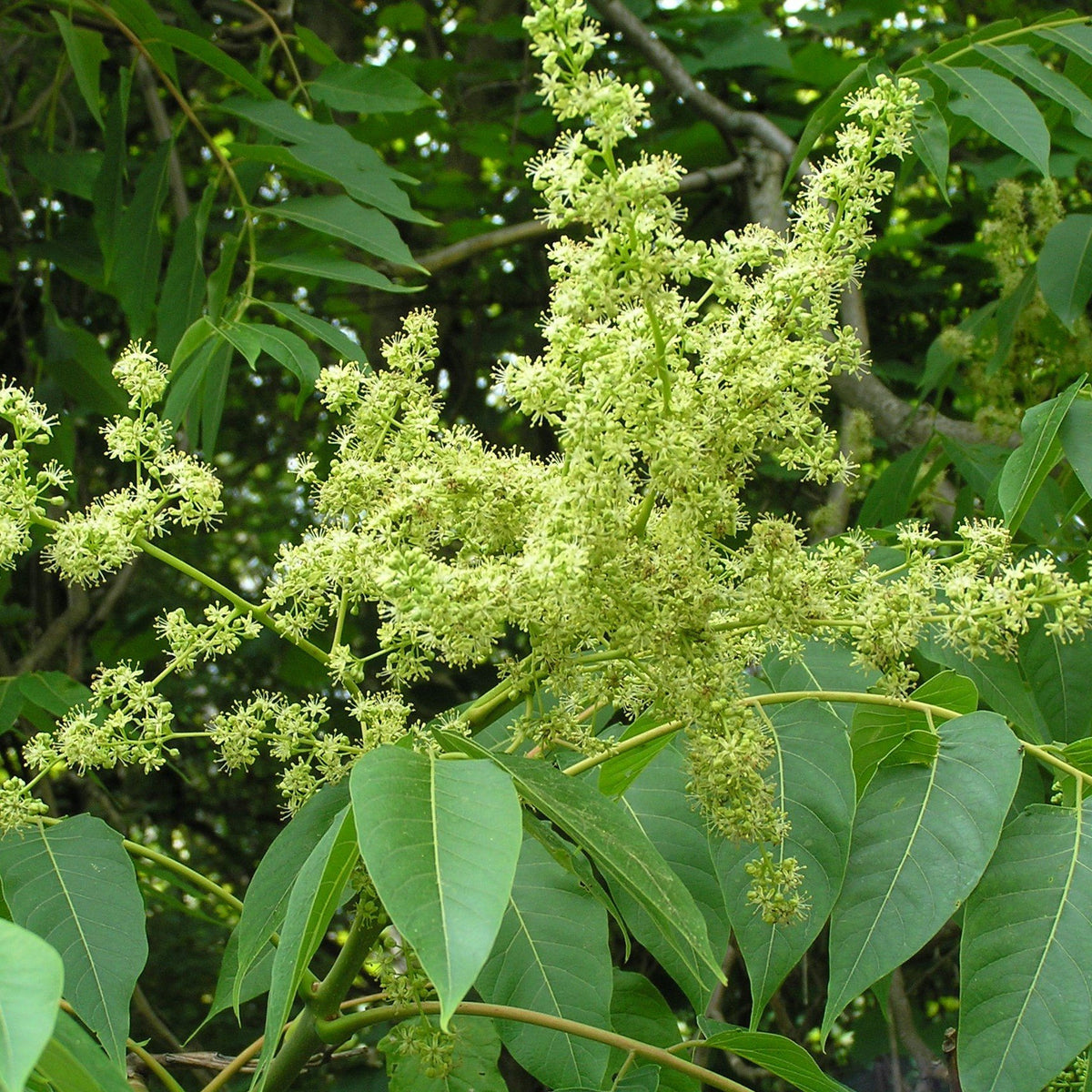 25 Ailanthus excelsa Seeds , Indian Tree of Heaven Seeds, Coramandel a ...
