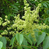 25  Ailanthus excelsa Seeds , Indian Tree of Heaven Seeds, Coramandel ailanto Tree Seeds