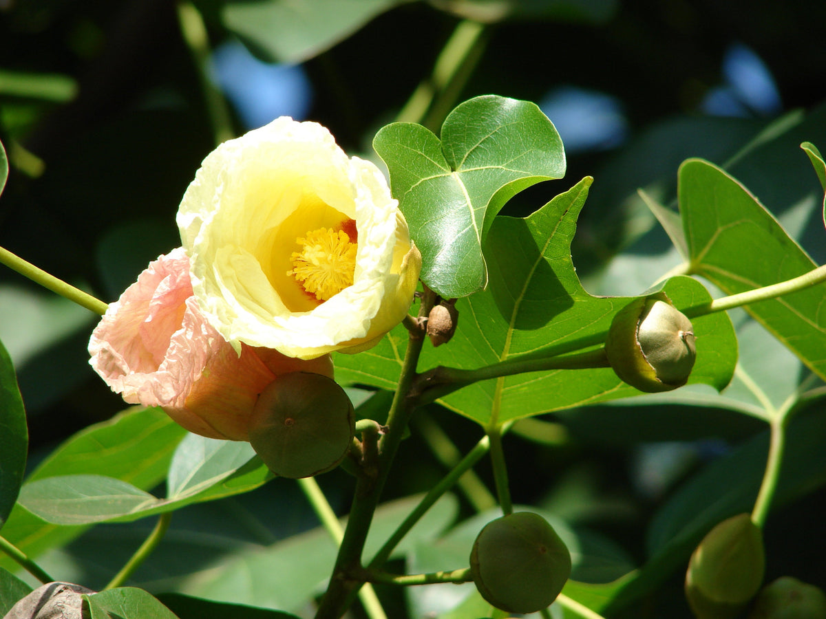 25 Thespesia populnea Seeds, Indian tulip tree, Aden apple Seeds , Por ...