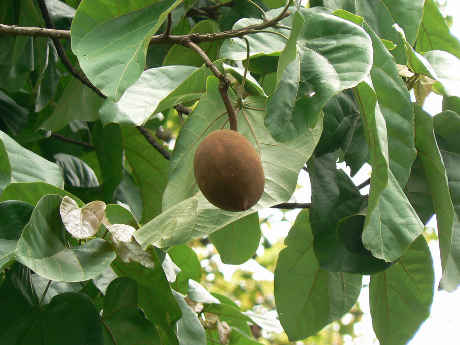25 Sterculia alata Seeds, Buddha Coconut Tree Seeds , Pterygota alata Seeds