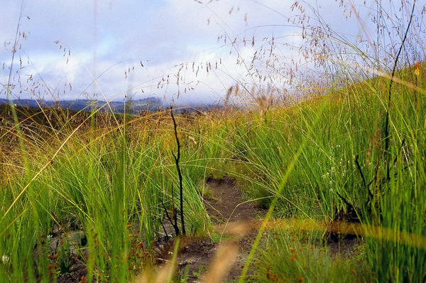 300 Napier Grass Seeds , Elephant Grass  Seeds, Pennisetum Purpureum Seeds