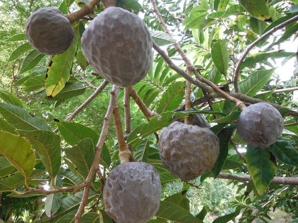 25 Annona reticulata Seeds, Netted Custard Apple Seeds, Bullock's Heart Seeds, Red Custard Apple Fruit Seeds