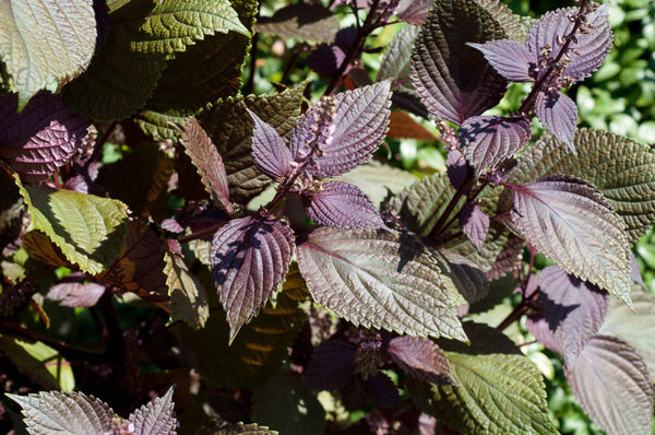 500 Perilla Seeds , Perilla Frutescens Seeds, Red beefsteak plant Seeds , beefsteak leaf , purple mint,  Zi Su, Shiso, Ao Shiso, Shiso (紫蘇）