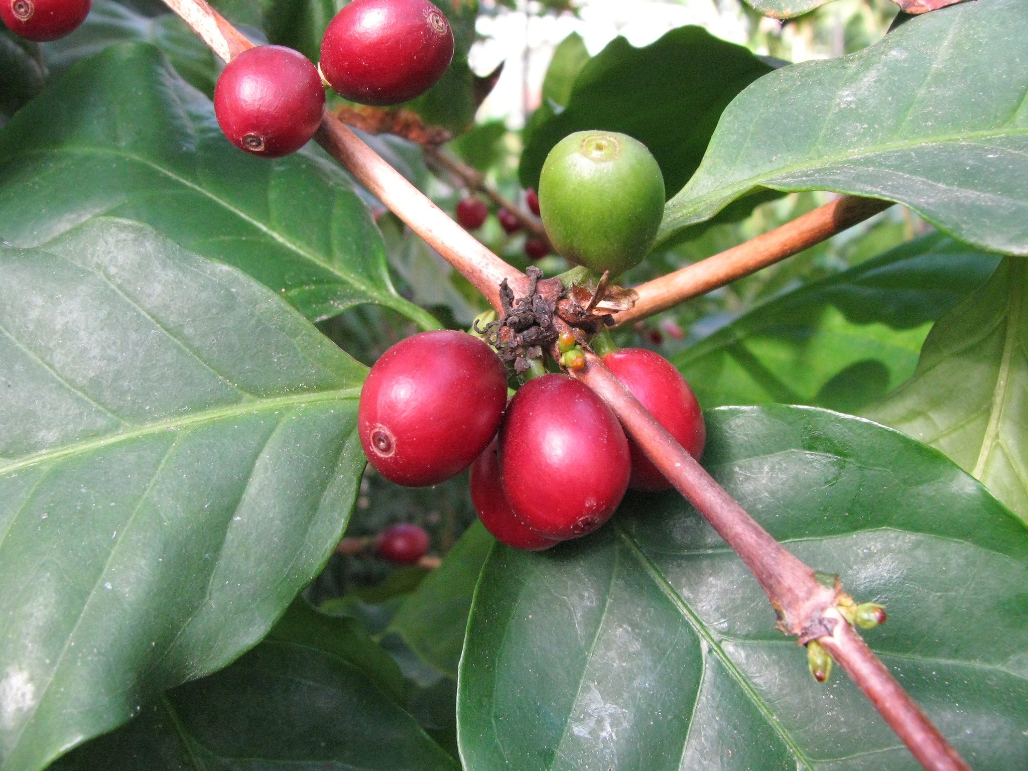 Arabica Nana Dwarf Coffee Plant Seeds - Grow Your Own Coffee Tree Indoors