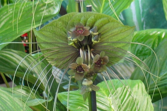 20  Tacca plantaginea Seeds  , Green Bat Flower, East Indian Arrowroot,  Green  Tacca Seeds