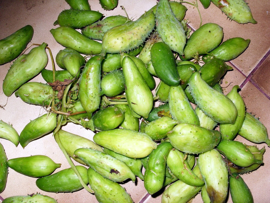 50 Cyclanthera pedata  Seeds,  Stuffing Cucumber, Achocha, Caihua, Caygua, Cayua, Korila, Wild Cucumber  Seeds
