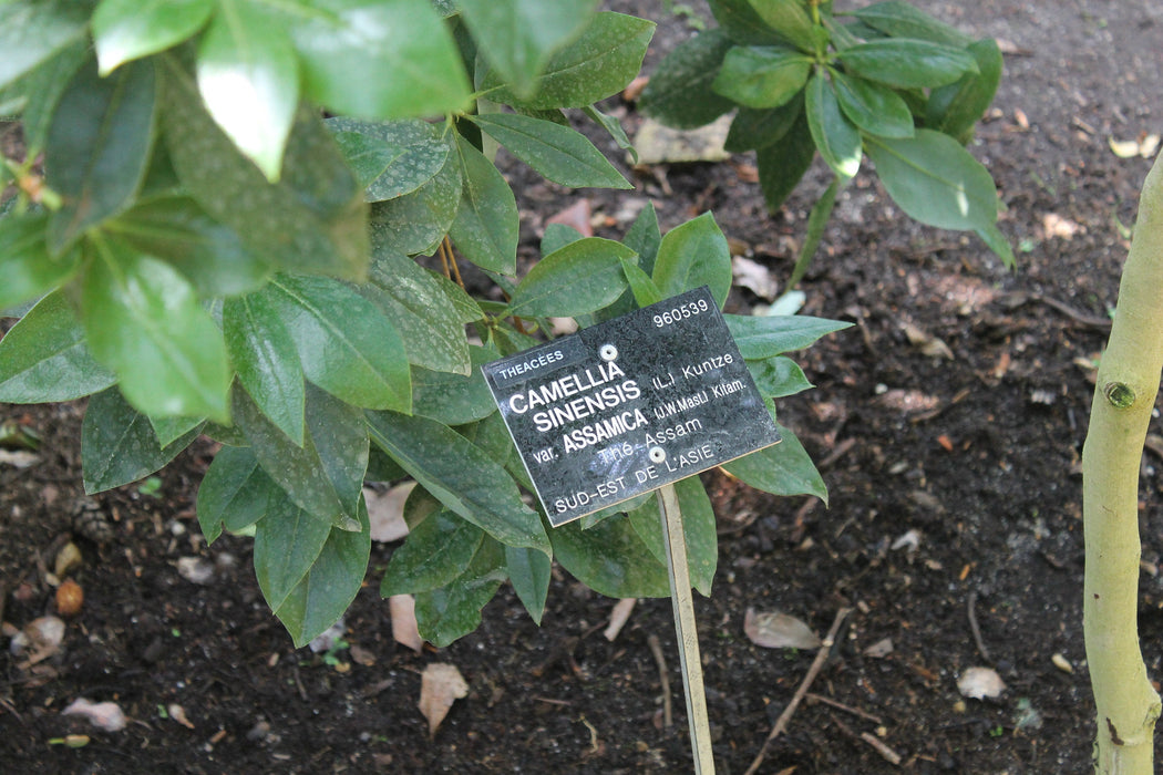 25 Camellia assamica seeds ,Tea Seeds, Assam tea seeds,organic tea seeds, Indian tea seeds