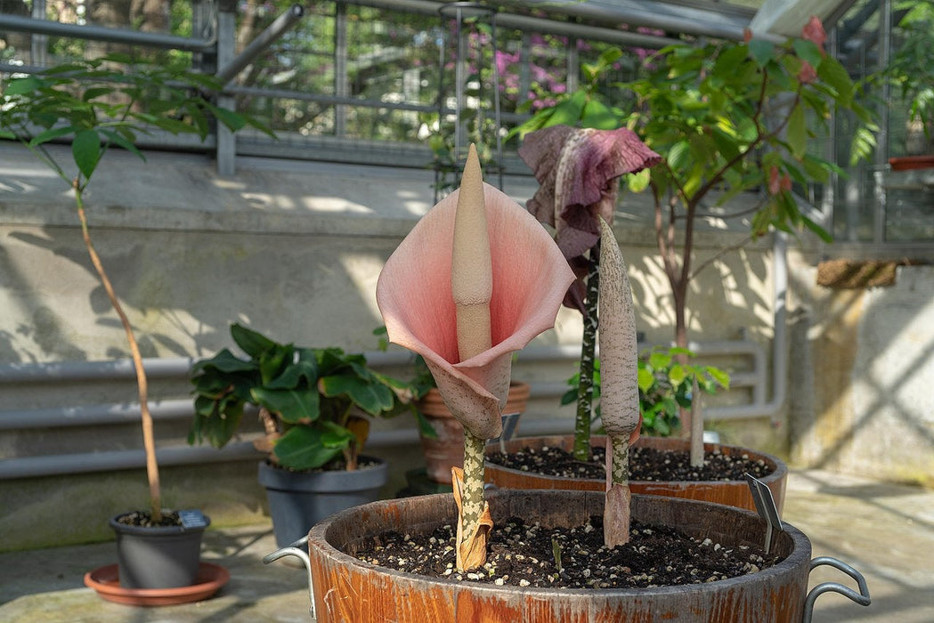 2 Amorphophallus bulbifer Bulbs . Voodoo Lily Bulbs. Devils Tongue Bulbs