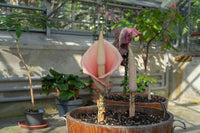 2 Amorphophallus bulbifer Bulbs . Voodoo Lily Bulbs. Devils Tongue Bulbs - Seeds And Smiles - Buy Top Quality Seeds With Free Worldwide Shipping