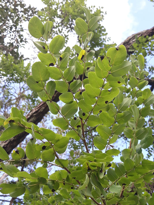 15 Acacia polyphylla Seeds, Monjoleiro, monjoleira, juqueri-guaçu,