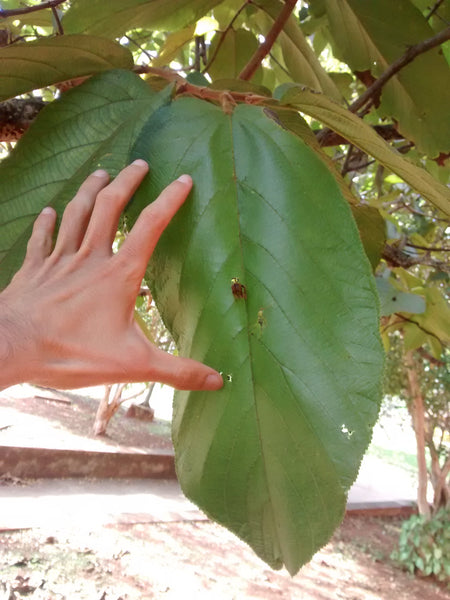 20 Apeiba tibourbou Seeds, Monkey's Comb, Sea Urchin Tree Seeds